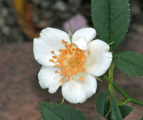 Grace Seward photo gs2014_07010007_zps7cc63997.jpg